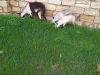 Коза, Saanen goat — фото 3