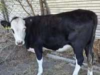 Vaca, Vaca kazaja de cabeza blanca — foto 1