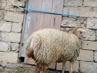母羊, Sheep — 照片 8