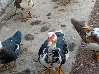 Ducks — foto 1