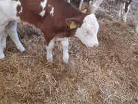Qoramol (partiya, jinsi ko‘rsatilmagan), Simmental cattle — 1-rasm