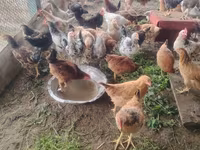 Chickens — الصورة 1