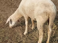 Qoyun, Merino sheep — foto 1