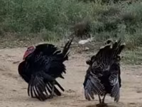 Turkeys — फ़ोटो 4