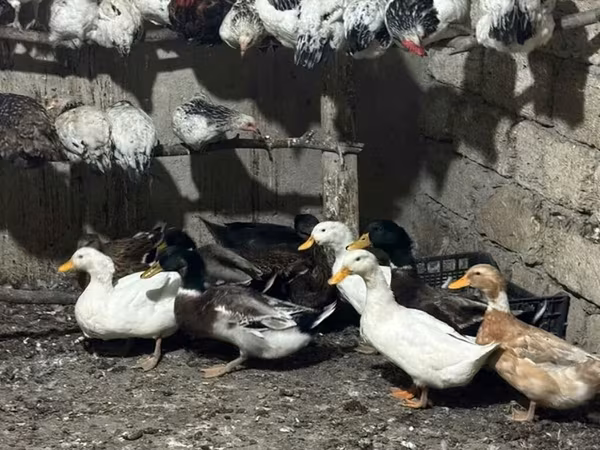 Ducks