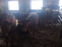 Kuh, Simmental cattle — Foto 3