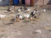 Ducks — 3-rasm