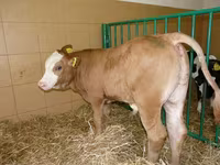 Cow, Cattle — photo 2