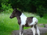 خيول (دفعة، الجنس غير محدد), Shetland Pony — الصورة 5
