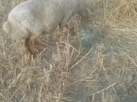 Oveja, Ovejas — foto 6