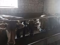 Vaca, Ganado vacuno — foto 4
