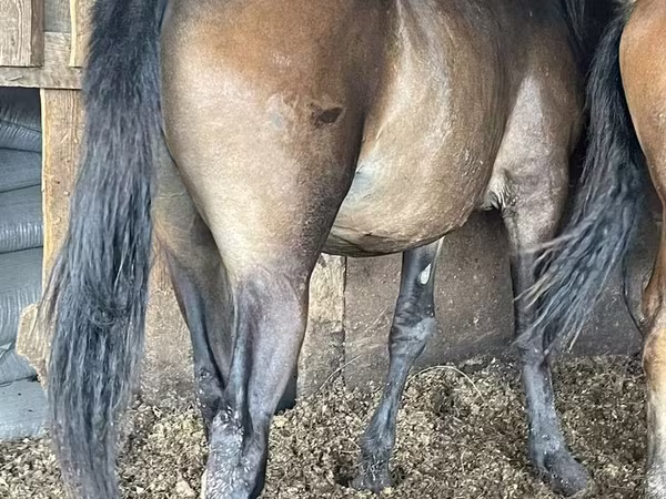 فرس, Horse breed