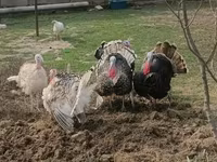 Turkeys — الصورة 3