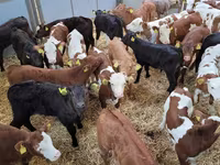 Toro, Raza Holstein — foto 6