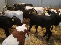 牛只（批次，未指定性别）, Cattle — 照片 1