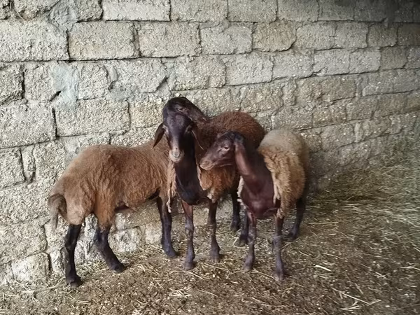 Schaf, Blackheaded Persian sheep