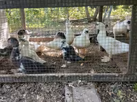 Ducks — photo 4