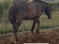 Madyan, Percheron — foto 3