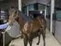 Caballo, Arabian horse — foto 6