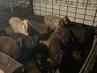 Ram, Sheep — photo 5