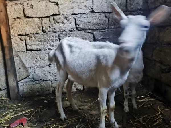Keçi, Saanen goat