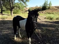 Pferde (Partie, Geschlecht nicht angegeben), American shetland pony — Foto 4