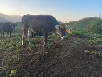 Cattle (batch, sex not specified), Cattle — photo 1