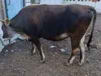 Bull, Alatau breed — photo 4