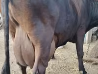 Kuh, Wilder Yak — Foto 2