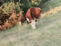 بقرة, Latvian Blue cattle — الصورة 3