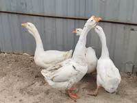 Geese — الصورة 1