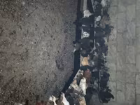Chickens — foto 5