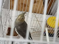 Məhsul: Nimfa (Cockatiel) papağanı və qəfəs dəsti Təsvir: - Rəng — 4-rasm