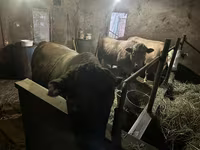 Bulle, Aberdeen-Angus — Foto 3