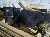 Bull, Simmental cattle — photo 2