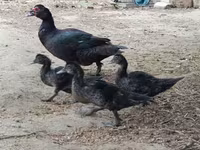 Ducks — photo 2