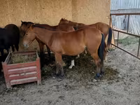 Caballo, Caballos — foto 1