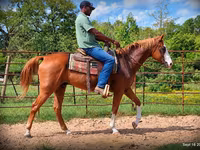 Hengst, American paint horse — Foto 5