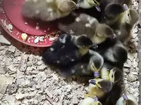 Ducks — 1-rasm