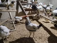 Chickens — Foto 1