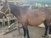 Mare, Anglo-Arabian — photo 6