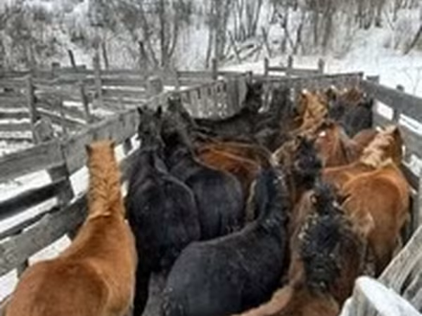 Hengst, Pferde — Russland
