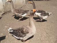 Geese — foto 1
