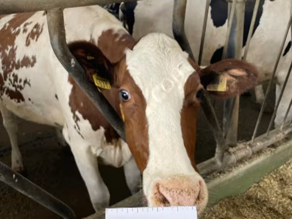 Kuh, Holstein-Rasse — Russland