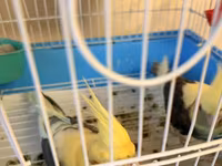 Nymph (cockatiel) cütlüyü və qəfəs komplekti - Növ: Nymph paraket — фото 3