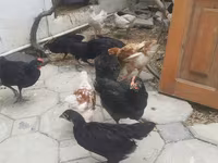 Chickens — 2-rasm