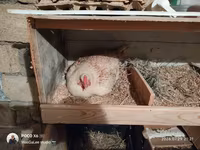 Chickens — फ़ोटो 1