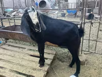 تيس, Nubian Goat — الصورة 3