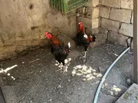 Chickens — 1-rasm