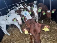 Бұқа, Simmental cattle — 1-сурет